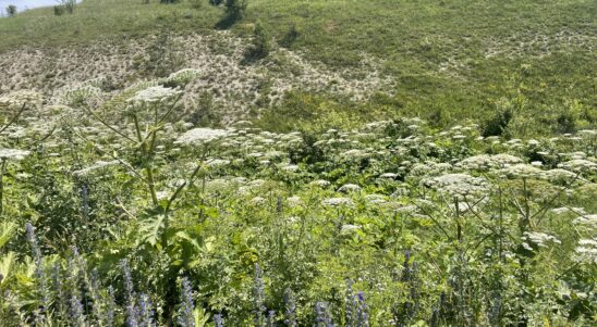 Protecting the biodiversity of cross-border territories of Ukraine...