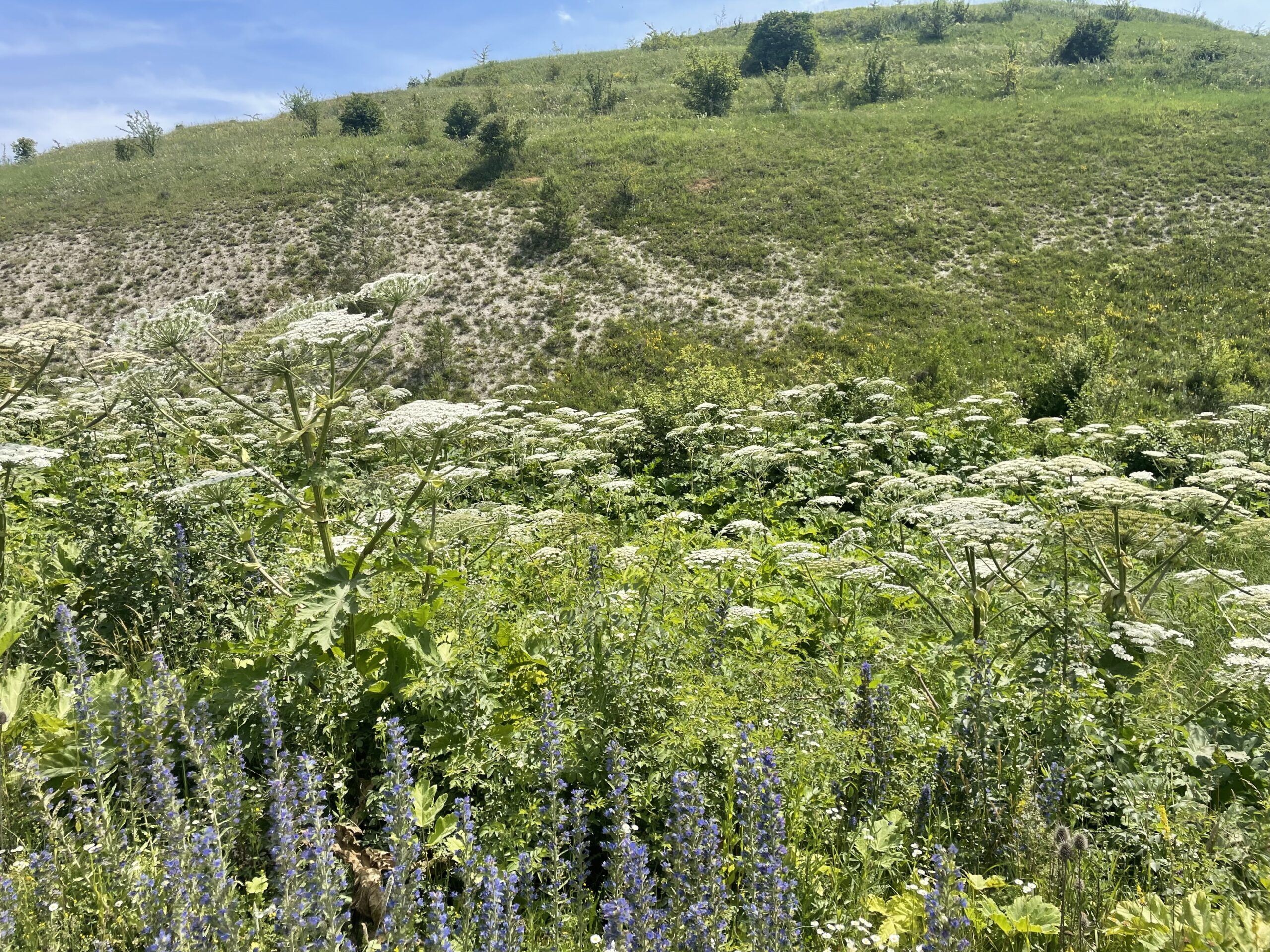 Protecting the biodiversity of cross-border territories of Ukraine and Poland from invasive hogweed (Heracleum) populations