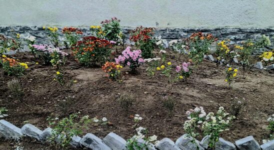 Наше подвір’я, епізод 1 «Квітковий рай»